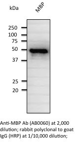 Maltose Binding Protein Tag / MBP-Tag