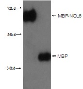 Lane1: MBP-NOL6 64kd; lane2 MBP 42kd were subjected to SDS PAGE followed by western blot with 15089-1-AP(MBP-Tag Antibody) at dilution of 1:3000