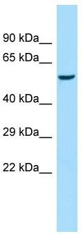 Host: Rabbit; Target Name: Amy1a; Sample Tissue: Rat Heart lysates; Antibody Dilution: 1.0 ug/ml