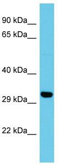 Host: Rabbit; Target Name: ATP5SL; Sample Tissue: HepG2 Whole Cell lysates; Antibody Dilution: 1.0ug/mlATP5SL is supported by BioGPS gene expression data to be expressed in HepG2