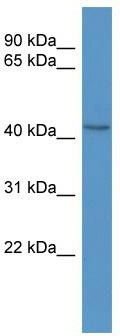 WB Suggested Anti-Bcat1 Antibody Titration: 0.2-1 ug/ml; ELISA Titer: 1: 62500; Positive Control: Mouse Heart