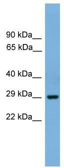 WB Suggested Anti-Bhlhb4 Antibody Titration: 0.2-1 ug/ml; Positive Control: Mouse Brain