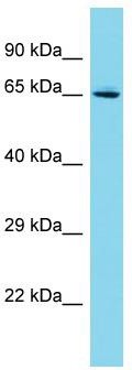 Host: Rabbit; Target Name: C19orf44; Sample Tissue: Jurkat Whole Cell lysates; Antibody Dilution: 1.0 ug/ml.