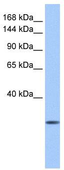 WB Suggested Anti-CLMN Antibody Titration: 0.2-1 ug/ml; Positive Control: Human Liver