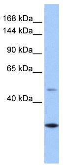 WB Suggested Anti-CLMN Antibody Titration: 0.2-1 ug/ml; Positive Control: Human Liver