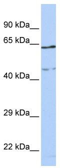 WB Suggested Anti-CCDC74A Antibody Titration: 0.2-1 ug/ml; ELISA Titer: 1:62500; Positive Control: MCF7 cell lysate
