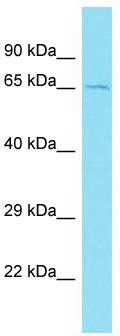 Host: Rabbit; Target Name: CCDC173; Sample Tissue: MCF7 Whole Cell lysates; Antibody Dilution: 1.0 ug/ml.