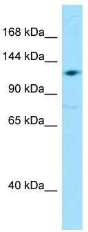 WB Suggested Anti-GRID2IP Antibody; Titration: 1.0 ug/ml; Positive Control: HepG2 Whole Cell