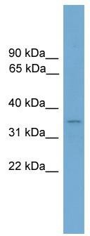 WB Suggested Anti-Duxbl Antibody Titration: 0.2-1 ug/ml; Positive Control: Mouse Lung