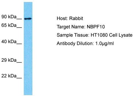 Host: Rabbit; Target Name: NBPF10; Sample Tissue: HT1080 Whole Cell lysates; Antibody Dilution: 1.0 ug/ml