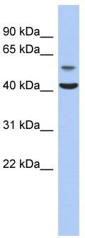 WB Suggested Anti-OLFML1 Antibody Titration: 0.2-1 ug/ml; ELISA Titer: 1:1562500; Positive Control: Human Muscle