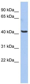 WB Suggested Anti-OLFML1 Antibody Titration: 0.2-1 ug/ml; ELISA Titer: 1:312500; Positive Control: HepG2 cell lysate