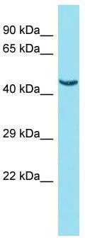 Host: Rabbit; Target Name: FAM221B; Sample Tissue: HepG2 Whole Cell lysates; Antibody Dilution: 1.0 ug/ml