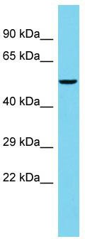 Host: Rabbit; Target Name: FAM222B; Sample Tissue: PANC1 Whole Cell lysates; Antibody Dilution: 1.0ug/ml