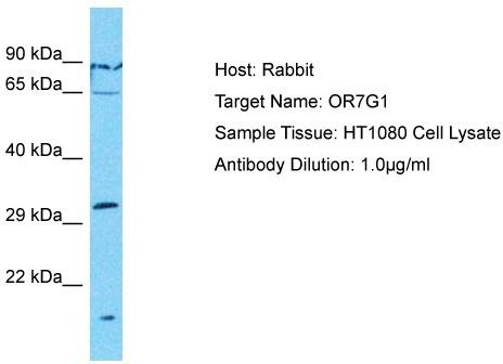 Host: Rabbit; Target Name: OR7G1; Sample Tissue: HT1080 Whole Cell lysates; Antibody Dilution: 1.0 ug/ml