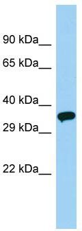 Host: Rabbit; Target Name: OR51V1; Sample Tissue: Placenta lysates; Antibody Dilution: 1.0ug/ml