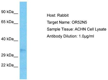 Host: Rabbit; Target Name: OR52N5; Sample Tissue: ACHN Whole Cell lysates; Antibody Dilution: 1.0ug/ml