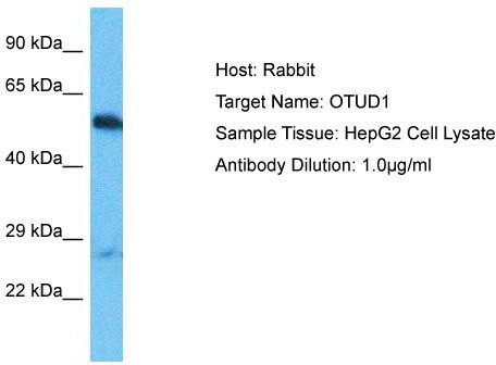 Host: Rabbit; Target Name: OTUD1; Sample Tissue: HepG2 Whole Cell lysates; Antibody Dilution: 1.0ug/ml