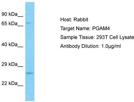 Host: Rabbit; Target Name: PGAM4; Sample Tissue: 293T Whole Cell lysates; Antibody Dilution: 1.0ug/ml