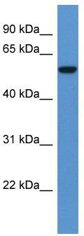 WB Suggested Anti-FCAMR Antibody Titration: 0.2-1 ug/ml; ELISA Titer: 1:312500; Positive Control: Human Placenta