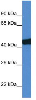 WB Suggested Anti-Sec14l3 Antibody; Titration: 1.0 ug/ml; Positive Control: Rat Lung