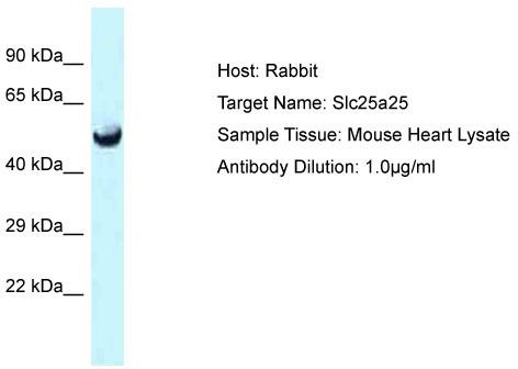 Host: Rabbit; Target Name: Slc25a25; Sample Tissue: Mouse Heart lysates; Antibody Dilution: 1.0 ug/ml