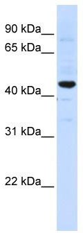 WB Suggested Anti-SLC41A3 Antibody Titration: 0.2-1 ug/ml; ELISA Titer: 1:62500; Positive Control: Hela cell lysate;SLC41A3 is supported by BioGPS gene expression data to be expressed in HeLa