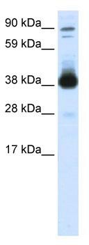 WB Suggested Anti-FOXH1 Antibody Titration: 0.2-1 ug/ml; ELISA Titer: 1:62500; Positive Control: SP2/0 cell lysate