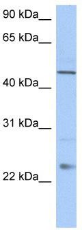 WB Suggested Anti-TMCO1 Antibody Titration: 0.2-1 ug/ml; Positive Control: Human Liver