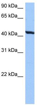 WB Suggested Anti-RNFT2 Antibody Titration: 0.2-1 ug/ml; Positive Control: HepG2 cell lysate