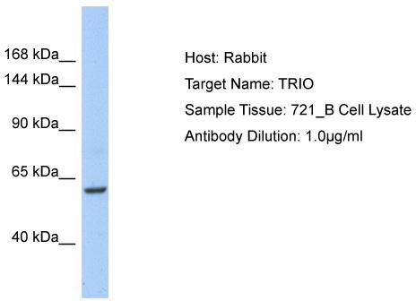 Host: Rabbit; Target Name: TRIO; Sample Tissue: 721_B Whole Cell lysates; Antibody Dilution: 1.0 ug/ml TRIO is strongly supported by BioGPS gene expression data to be expressed in Human 721_B cells