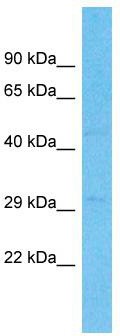 Host: Rabbit; Target Name: UNC119B; Sample Tissue: Hela Whole Cell lysates; Antibody Dilution: 1.0ug/ml
