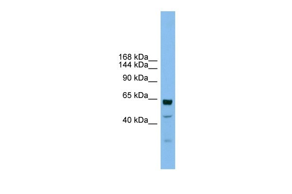 WB Suggested Anti-UMODL1 Antibody titration: 0.2-1ug/ml; Positive Control: HT1080 cell lysate