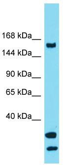 Host: Rabbit; Target Name: USP54; Sample Tissue: THP-1 whole cell lysates; Antibody Dilution: 1.0 ug/ml