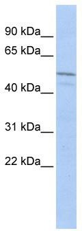 WB Suggested Anti-ZIM3 Antibody Titration: 0.2-1 ug/ml; ELISA Titer: 1:312500; Positive Control: MCF7 cell lysate