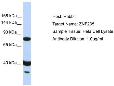Host: Rabbit; Target Name: ZNF235; Sample Tissue: Hela Whole Cell lysates; Antibody Dilution: 1.0 ug/ml