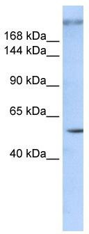 WB Suggested Anti-ZNF407 Antibody Titration: 0.2-1 ug/ml; ELISA Titer: 1: 312500; Positive Control: 293T cell lysateZNF407 is supported by BioGPS gene expression data to be expressed in HEK293T