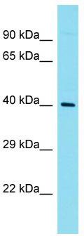Host: Rabbit; Target Name: Rhox8; Sample Tissue: Mouse Testis lysates; Antibody Dilution: 1.0 ug/ml