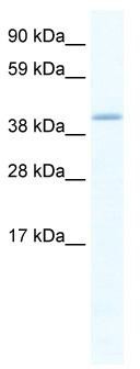 WB Suggested Anti-GATA5 Antibody Titration: 1.25 ug/ml; ELISA Titer: 1:1562500; Positive Control: SP2/0 cell lysate