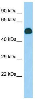 Host: Rabbit; Target Name: Gif; Sample Tissue: Mouse Stomach lysates; Antibody Dilution: 1.0 ug/ml