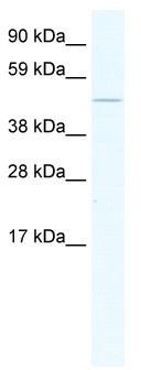 WB Suggested Anti-EGR1 Antibody Titration: 2.5 ug/ml; ELISA Titer: 1:12500; Positive Control: NIH/3T3 cell lysate