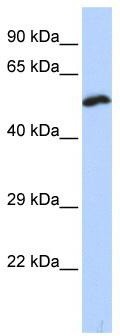 WB Suggested Anti-KCNS1 Antibody Titration: 0.2-1 ug/ml; ELISA Titer: 1:1562500; Positive Control: Hela cell lysate