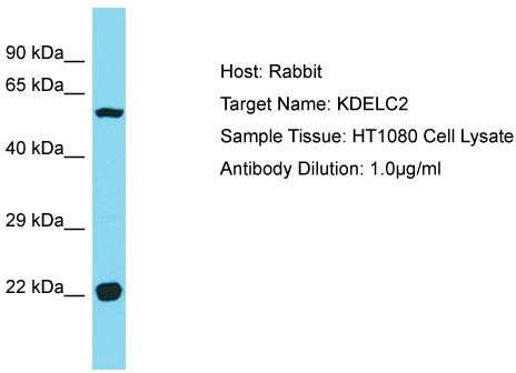 Host: Rabbit; Target Name: KDELC2; Sample Tissue: HT1080 Whole Cell lysates; Antibody Dilution: 1.0 ug/ml