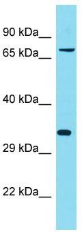 Host: Rabbit; Target Name: KIAA2013; Sample Tissue: Fetal Lung lysates; Antibody Dilution: 1.0 ug/ml