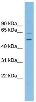 WB Suggested Anti-C2orf30 Antibody Titration: 0.2-1 ug/ml; ELISA Titer: 1: 62500; Positive Control: THP-1 cell lysate