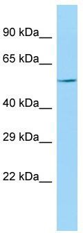 Host: Rabbit; Target Name: KPNA7; Sample Tissue: U937 Whole Cell lysates; Antibody Dilution: 1.0 ug/ml