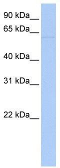 WB Suggested Anti-LRRC56 Antibody Titration: 0.2-1 ug/ml; Positive Control: Human Liver
