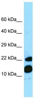 WB Suggested Anti-MRFAP1 Antibody; Titration: 1.0 ug/ml; Positive Control: Fetal Heart