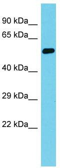Host: Rabbit; Target Name: MSANTD2; Sample Tissue: Fetal Heart lysates; Antibody Dilution: 1.0ug/ml