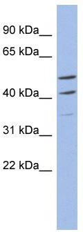 WB Suggested Anti-MYPOP Antibody Titration: 0.2-1 ug/ml; ELISA Titer: 1:62500; Positive Control: COLO205 cell lysate